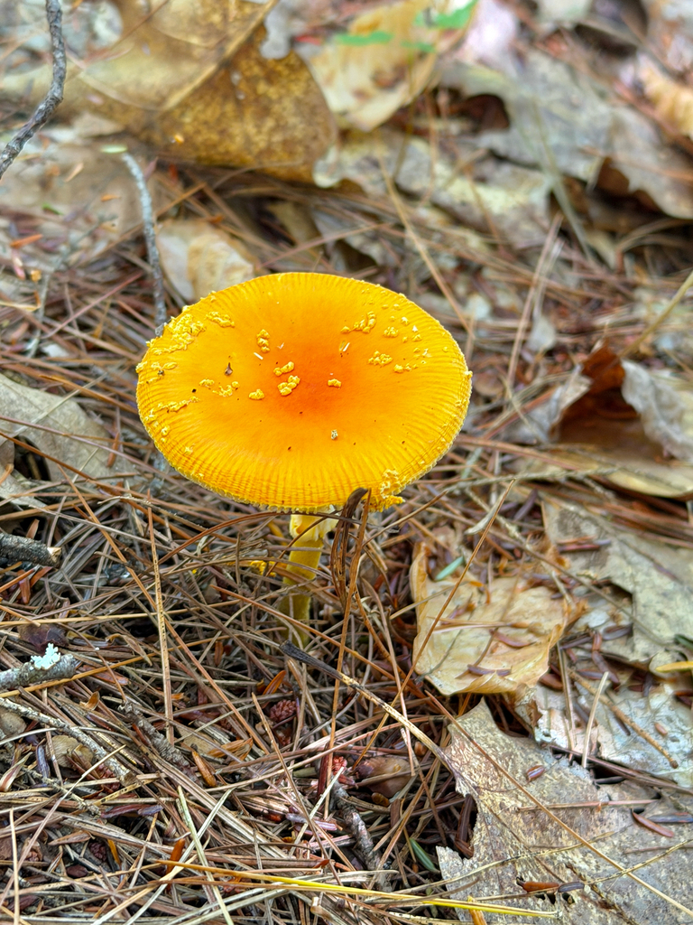 Frost's Amanita · September 2026 · photo: Photo: (c) Eli Talhouk, some rights reserved (CC BY) · iNaturalist