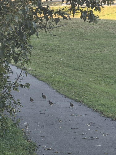 Gray Partridge