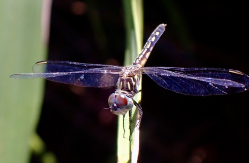 Blue Dasher