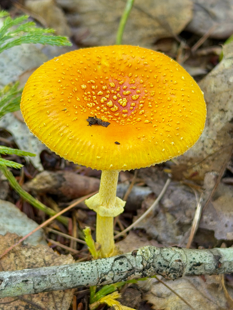 Frost's Amanita · September 2026 · photo: Photo: (c) Eli Talhouk, some rights reserved (CC BY) · iNaturalist