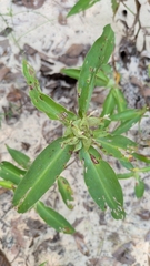 Commelina virginica