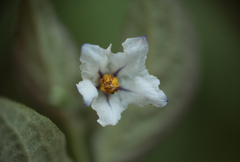 Solanum concinnum