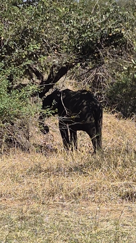 African Savanna Elephant