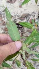 Commelina virginica, photograph (c) David Wilkins, some rights reserved (CC BY)