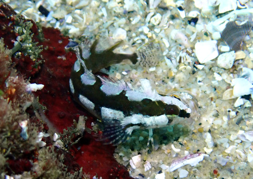 Banded weedfish (Heteroclinus whiteleggii) — Clinidae