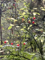 Vaccinium parvifolium, photograph (c) Rosario Douglas, some rights reserved (CC BY)