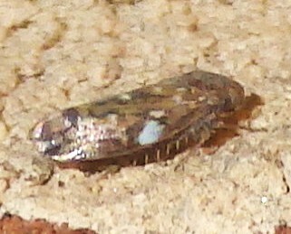 Xestocephalus, 2026-09-10