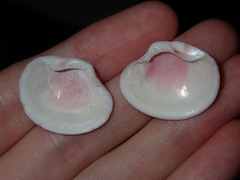 Sunetta vaginalis