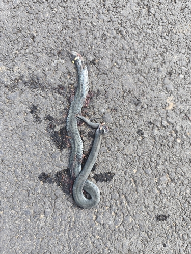 grass snake