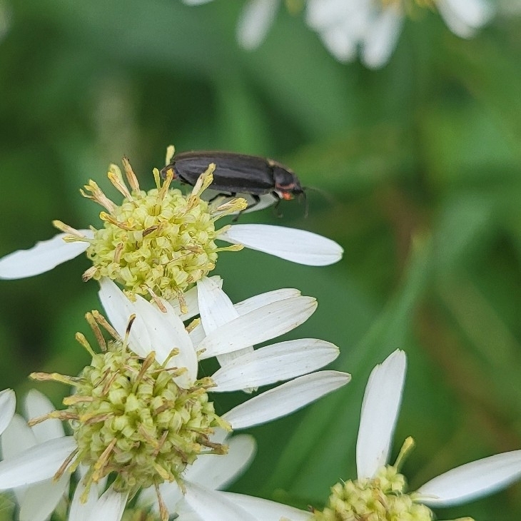 Winter Firefly