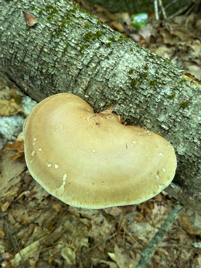 birch polypore · September 2026 · photo: Photo: (c) Eli Talhouk, some rights reserved (CC BY) · iNaturalist