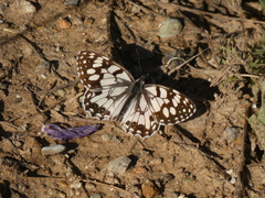 Melanargia ines