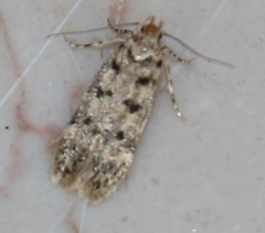 Bryotropha domestica