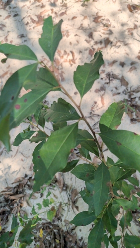 Ditrysinia fruticosa, photograph 1