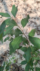 Ditrysinia fruticosa