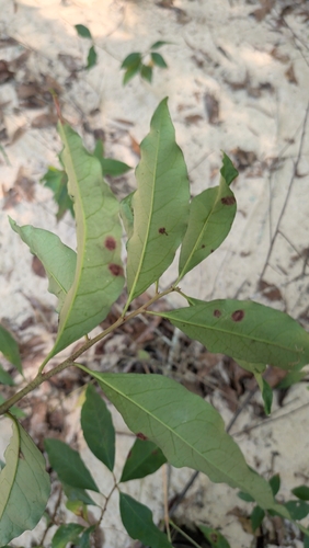 Ditrysinia fruticosa, photograph 2