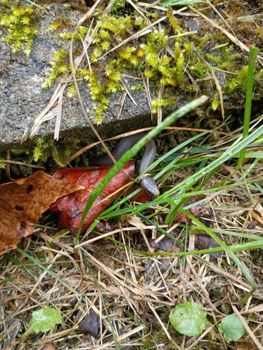 Ring-necked Snake
