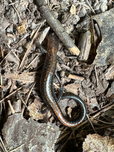 Eastern Red-backed Salamander