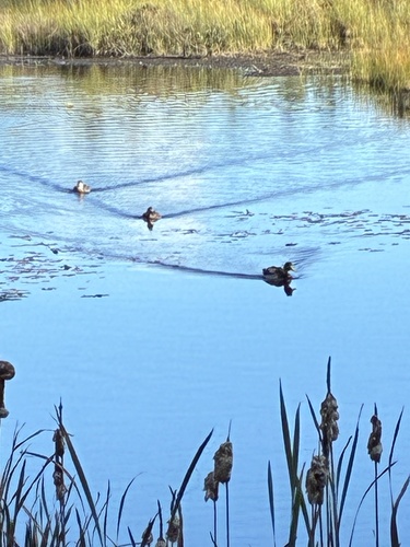 Mallard