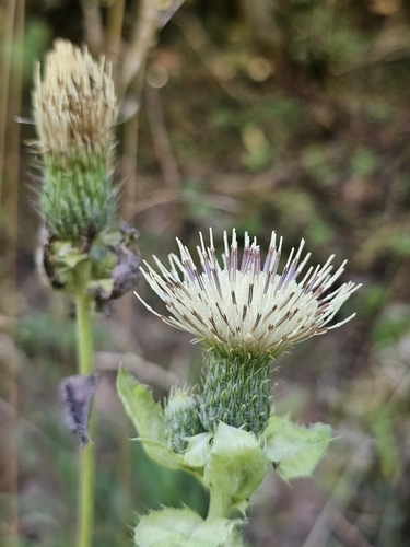 Cabbage Thistle