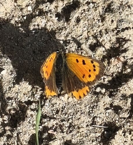 Small Copper