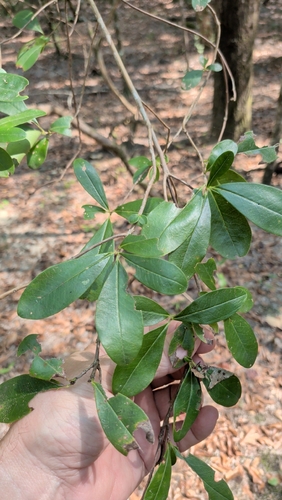 Cyrilla racemiflora