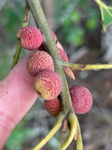 Banded Bullet Gall Wasp