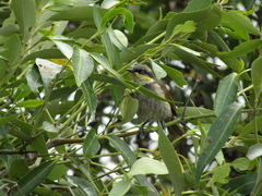 Gavicalis fasciogularis