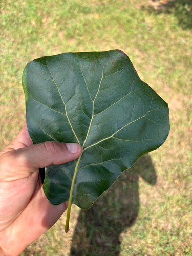blackjack oak