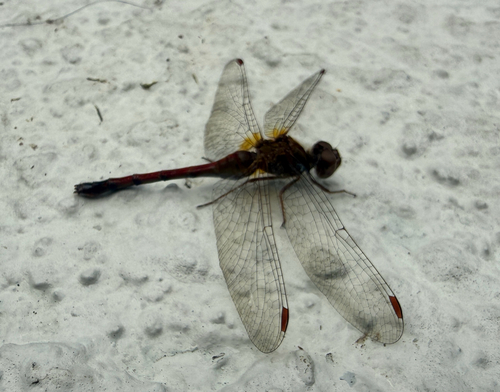 Autumn Meadowhawk