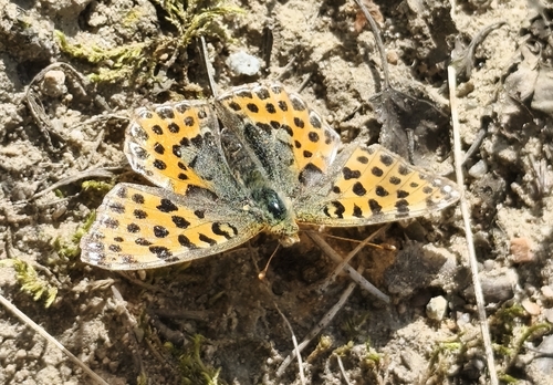 Queen of Spain Fritillary