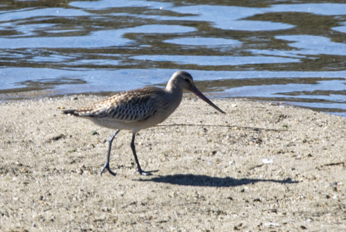 Bar-tailed Godwit