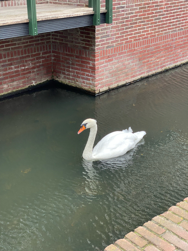 Mute Swan