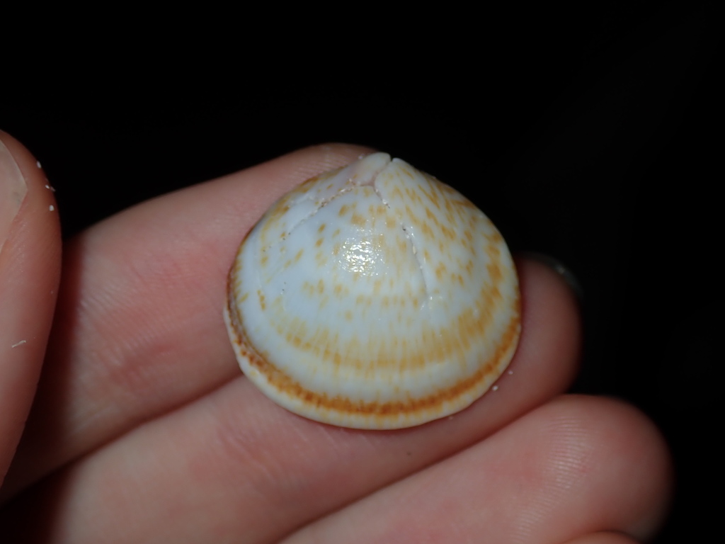 Glycymeris persimilis