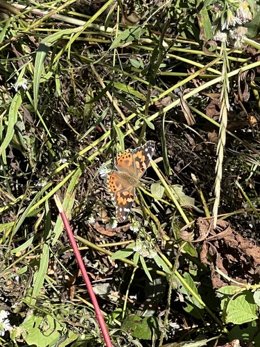 Painted Lady