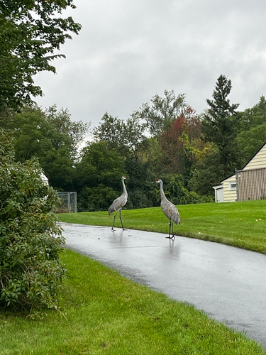 Sandhill Crane