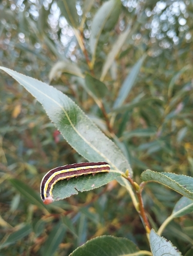 Broom Moth