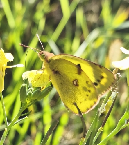 Pale Clouded Yellow