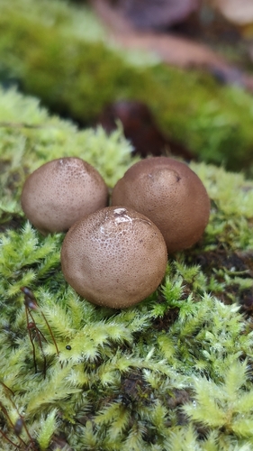 Pear-shaped Puffball