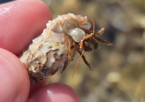 Saint Piran's Hermit Crab