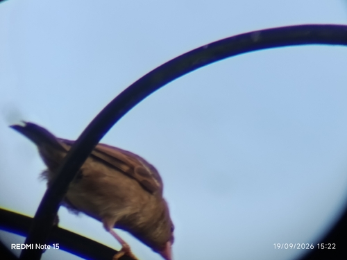 European house sparrow