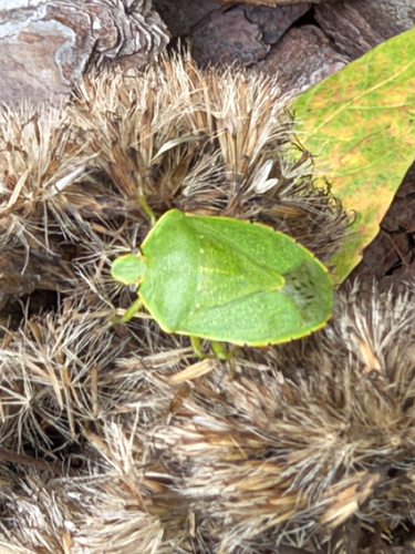 Green Stink Bug