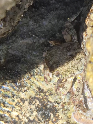 Marbled Crab