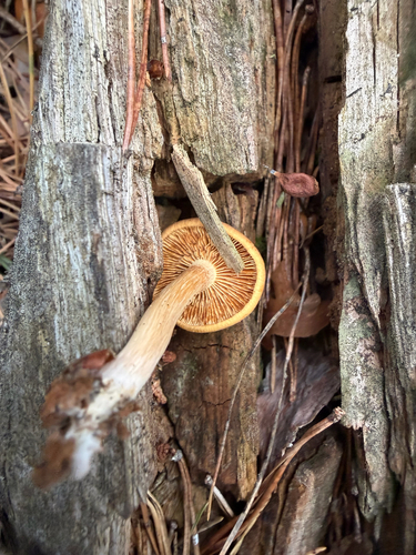 Common Rustgill