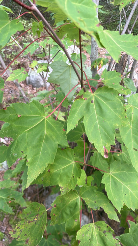 red maple