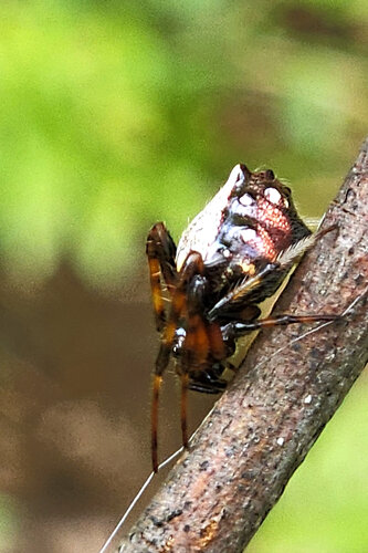 Arrowhead Orbweaver
