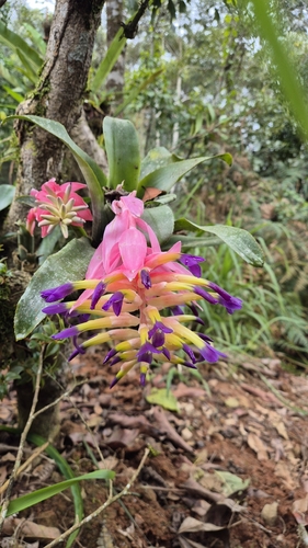 Billbergia euphemiae