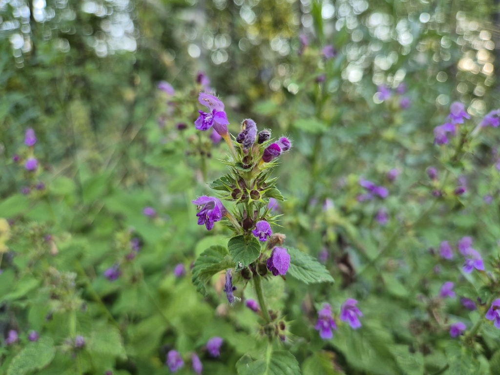 Galeopsis pubescens; photograph (c) Bobo-X, some rights reserved (CC BY)