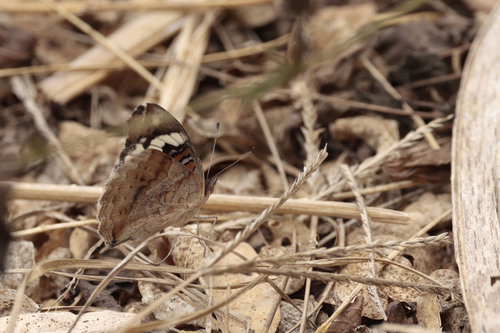 Blue-spot Pansy