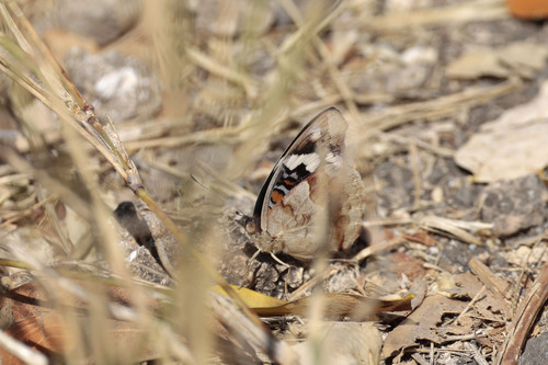 Blue-spot Pansy